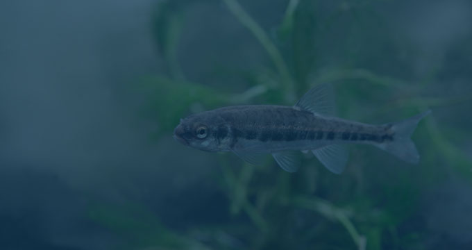 A fish underwater